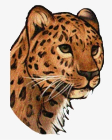 #cheetah - Realistic Leopard Face Drawings, HD Png Download, Free Download