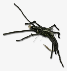 Rolling Stone - Black - Insect, HD Png Download, Free Download