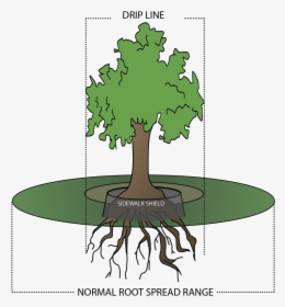 The Drip Line Of A Tree Is The Outermost Area That, HD Png Download, Free Download