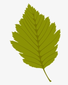 Ulmus Alata, HD Png Download, Free Download