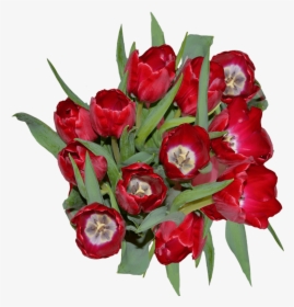 Red Tulip Flowers - Floribunda, HD Png Download, Free Download
