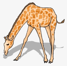 Free Giraffe Clipart - Clipart Giraffe Drinking Water, HD Png Download, Free Download