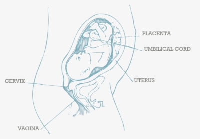 24 Weeks Pregnant Bladder Location, HD Png Download, Free Download