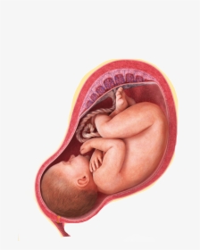 #baby #pregnant #babyonboard #womb #fetus #freetoedit, HD Png Download, Free Download