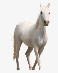 Fire Png Hd Source - White Horse Transparent Background, Png Download, Free Download
