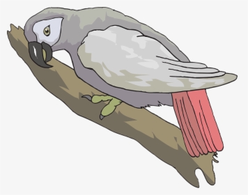 African Grey Parrot Clipart, HD Png Download, Free Download