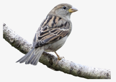 House Bird Finch American Sparrows - House Sparrow Png, Transparent Png, Free Download