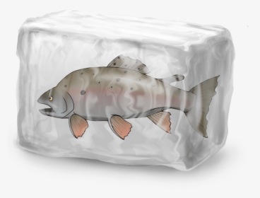 Trout, HD Png Download, Free Download