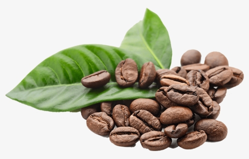 Arabica Coffee Beans Png, Transparent Png, Free Download