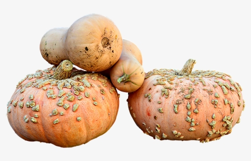 Pumpkin, HD Png Download, Free Download