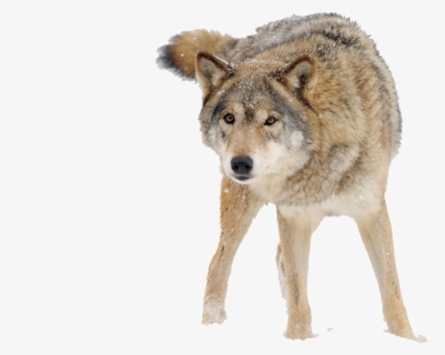 Snow Wolf Png Download - Snow Wolf Png, Transparent Png, Free Download