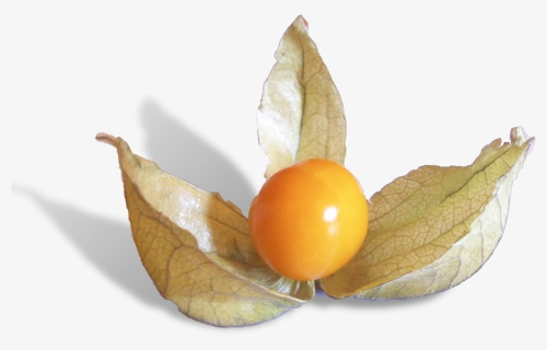 Physalis Is A Delicious Fruit From Peru - Cherry Tomatoes, HD Png Download, Free Download