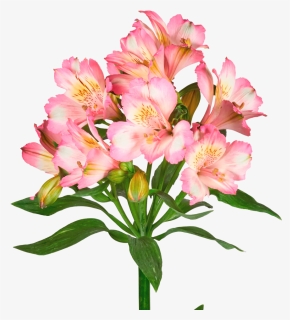 Peruvian Lily Png - Peruvian Lily, Transparent Png, Free Download