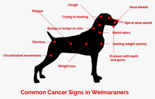 How To Identify Cancer Symptoms In Weimaraners - Lumps On Dog Weimaraner, HD Png Download, Free Download