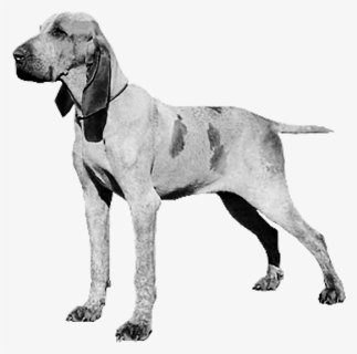 Bracco Italiano - Weimaraner, HD Png Download, Free Download