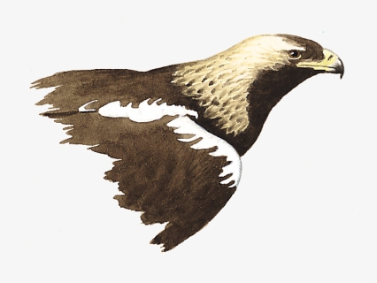 Spanish Imperial Eagle - Golden Eagle, HD Png Download, Free Download