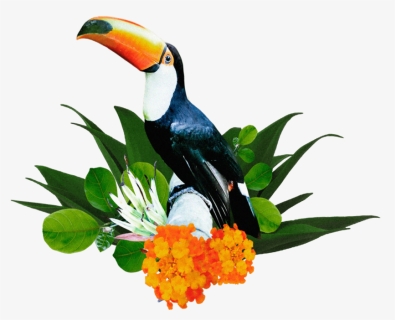 Toucan, HD Png Download, Free Download