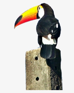 #toucan #tucano #animals #nature #adesivo #stickers - Toucan, HD Png Download, Free Download