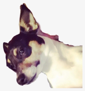 #cujo - Companion Dog, HD Png Download, Free Download