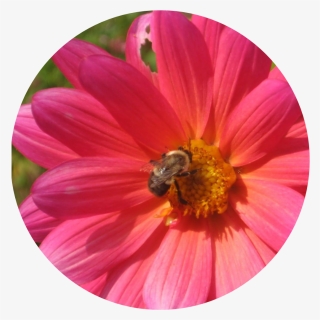I Use The Image Of A Pink Daisy With A Bumble Bee A - Barberton Daisy, HD Png Download, Free Download