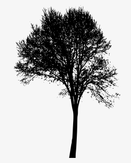 Tree Silhouette Png Roots - Tree, Transparent Png, Free Download