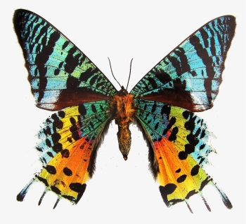 Moth Wings Png Images Free Transparent Moth Wings Download Kindpng - new promo codes roblox 2019 moth wings