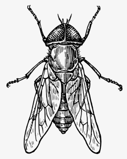 Insect Fly Drawing, HD Png Download, Free Download