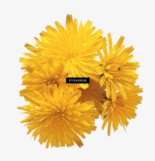 Dandelion , Png Download - Dandelions Png, Transparent Png, Free Download
