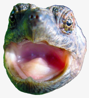 Transparent To Catch A Predator Png - Baby Cute Snapping Turtle, Png Download, Free Download
