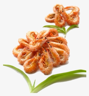 Grilled Shrimp Png - Shrimp And Prawn, Transparent Png, Free Download