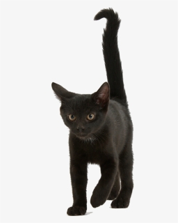 Black Kitten Png - Black Kitten Transparent Background, Png Download, Free Download