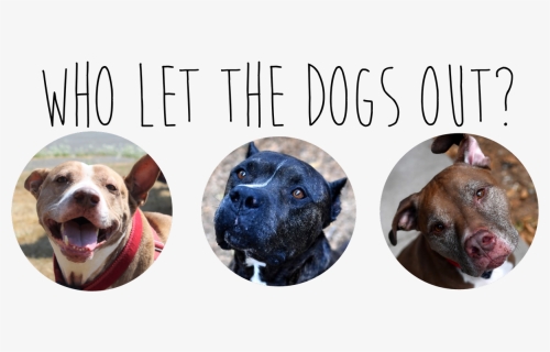 American Pit Bull Terrier , Png Download - Staffordshire Bull Terrier, Transparent Png, Free Download