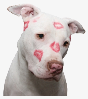 Transparent Valentine Puppy Clipart - Pitbull Kisses, HD Png Download, Free Download
