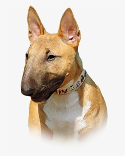 Bull Terrier Png, Transparent Png, Free Download