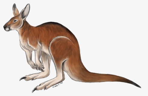 Kangaroo Free Png Image - Coloured Picture Of Kangaroo, Transparent Png, Free Download