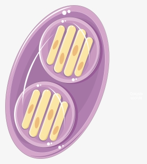 Toxoplasma Gondii Oocyst Spore - Circle, HD Png Download, Free Download