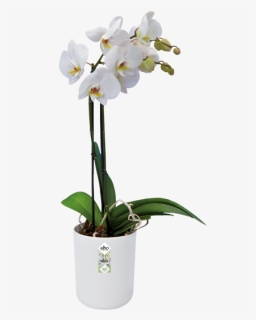 Orchid In Pot Png, Transparent Png, Free Download