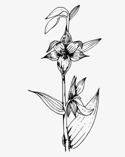 Giant Helleborine Orchid Clip Arts - Small Plant Image Clipart Black And White, HD Png Download, Free Download