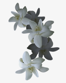 Vanilla Orchids Png - Vanilla Orchid, Transparent Png, Free Download