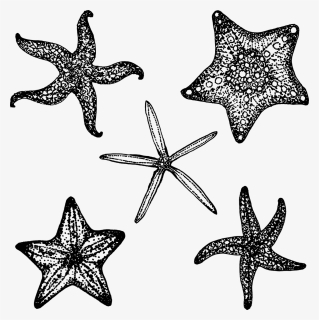 Black Starfish Png, Transparent Png, Free Download