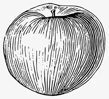 Apple Png Drawing, Transparent Png, Free Download