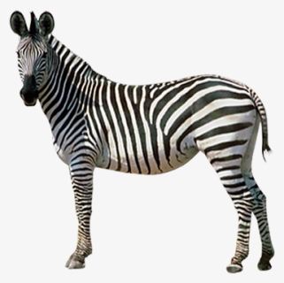 Horses Zebra Donkey - Transparent Background Zebra Png, Png Download, Free Download
