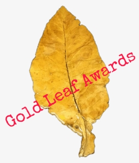 Gold Leaf Awards - German Shorthaired Pointer, HD Png Download, Free Download