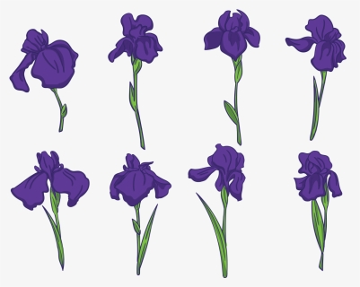 Los Vectores De Flores De Iris - Iris Flower Free Vector, HD Png Download, Free Download