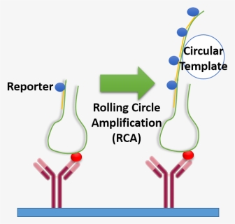 Illustration Of Aptamer Based Immuno-rca - Rolling Circle Amplification Principle, HD Png Download, Free Download