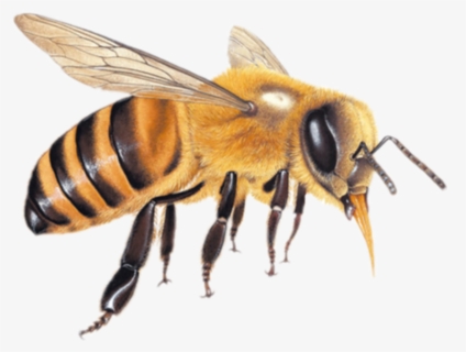 #abelha - Honey Bee Transparent Background, HD Png Download, Free Download