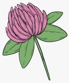 Clover Flower Clipart, HD Png Download, Free Download