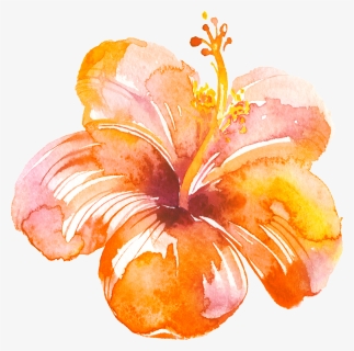 Maiko Creative Angency Wendy Herbrand Liège Graphiste - Hibiscus, HD Png Download, Free Download