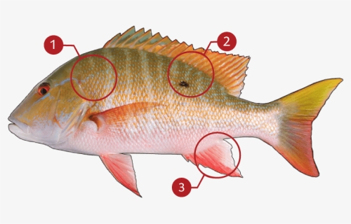 Mangrove Snapper Or Mutton Snapper, HD Png Download, Free Download
