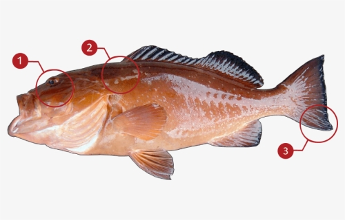 Red Grouper, HD Png Download, Free Download